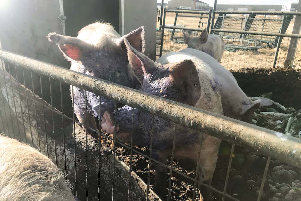 pigs on a Wyoming farm