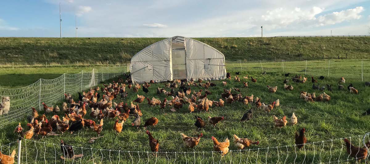 A farm in Wyoming with chickens grazing in a field