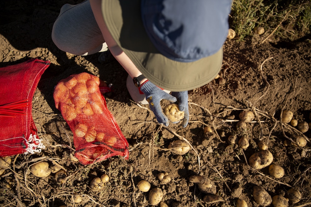 close up of Potato Harvest volunteer harvesting potatoes