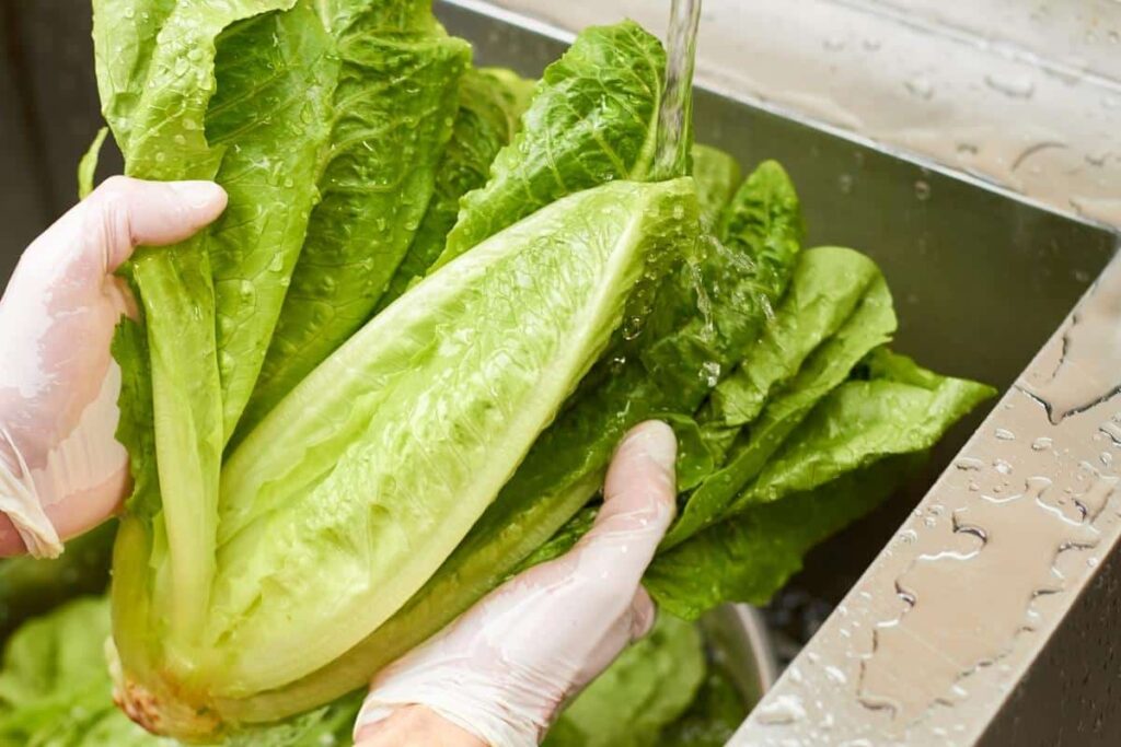 Lettuce being washed in water.