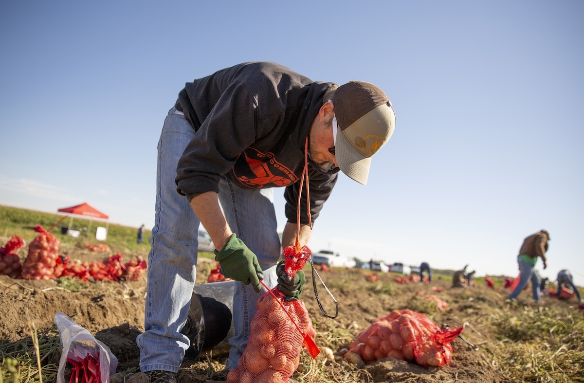 a farmer harvesting potatoes