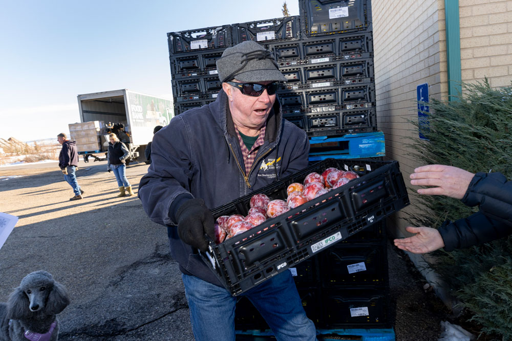 Volunteer carrying crate of plums.