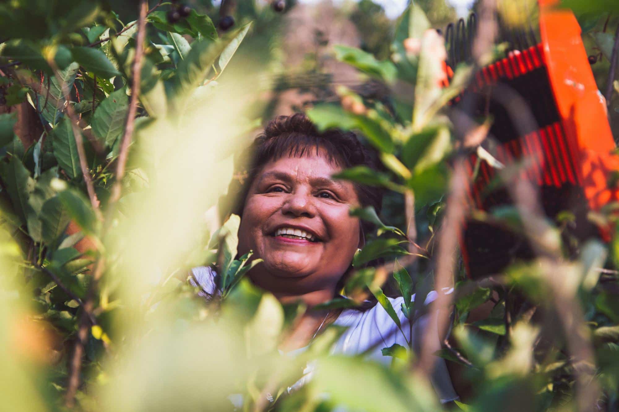 Jackie White, Food Bank of Wyoming’s Tribal Relations Specialist and member of the Northern Arapahoe Tribe, picking chokecherries.