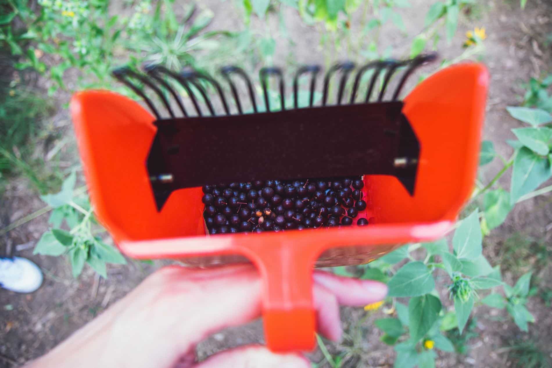Chokecherry comb filled with berries